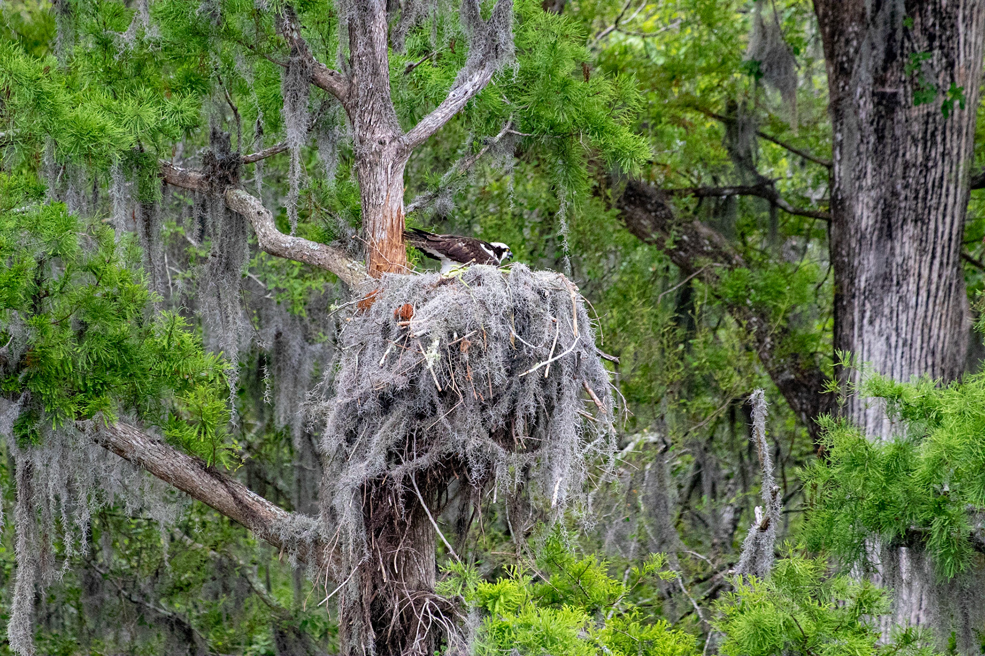 Waccamaw River 2, Plantation River Cruise