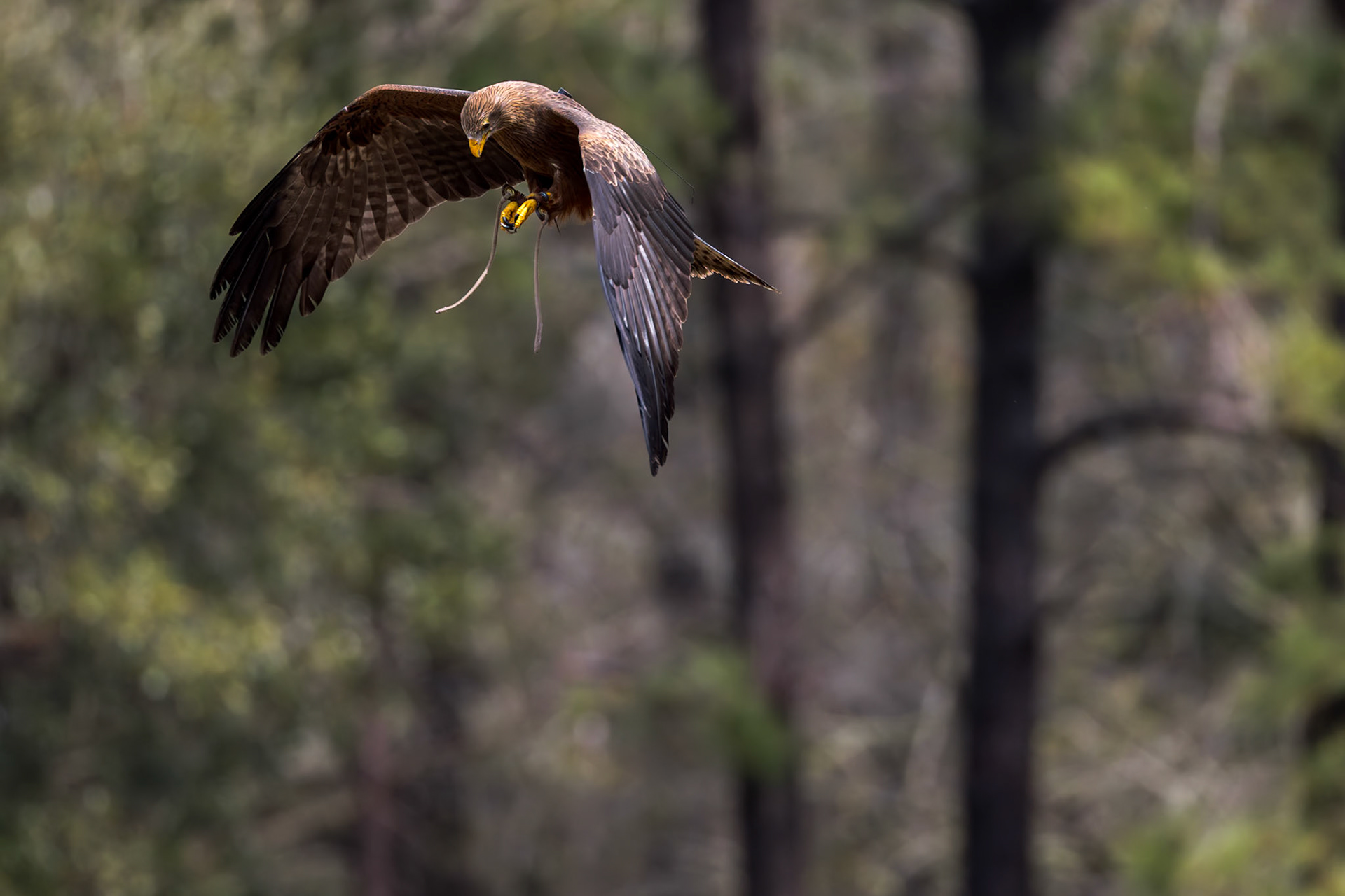 African kite, yellow billed kite 3, Center for Birds of Prey, Awendaw, SC