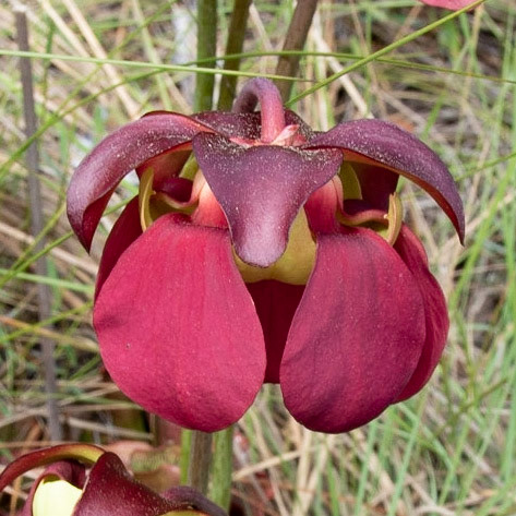 Southern Purple pitcher plant, Greenswamp Carnivorous 6