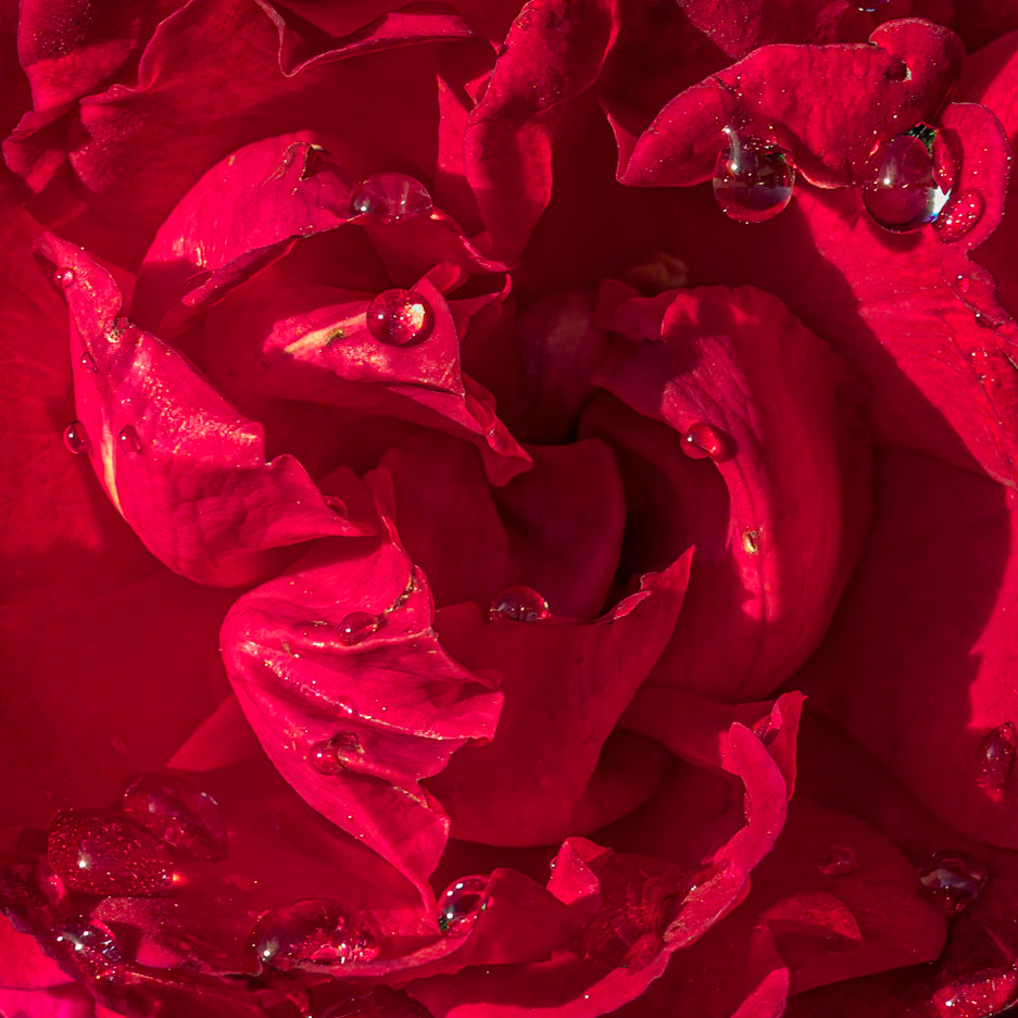 Rose 4, Brunswick County Botanical Gardens