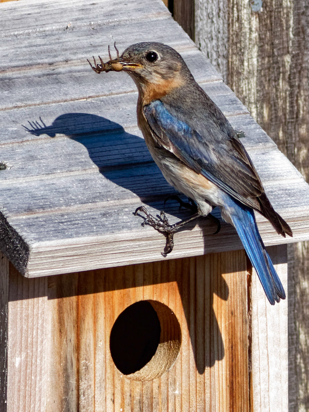Female Eastern Bluebird 21, OIB