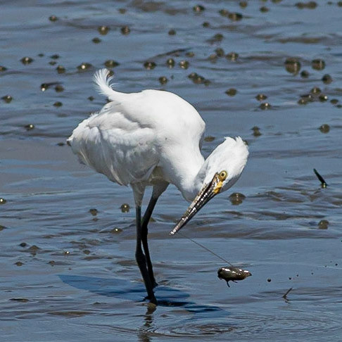Snowy Egret Eating Shrimp 4