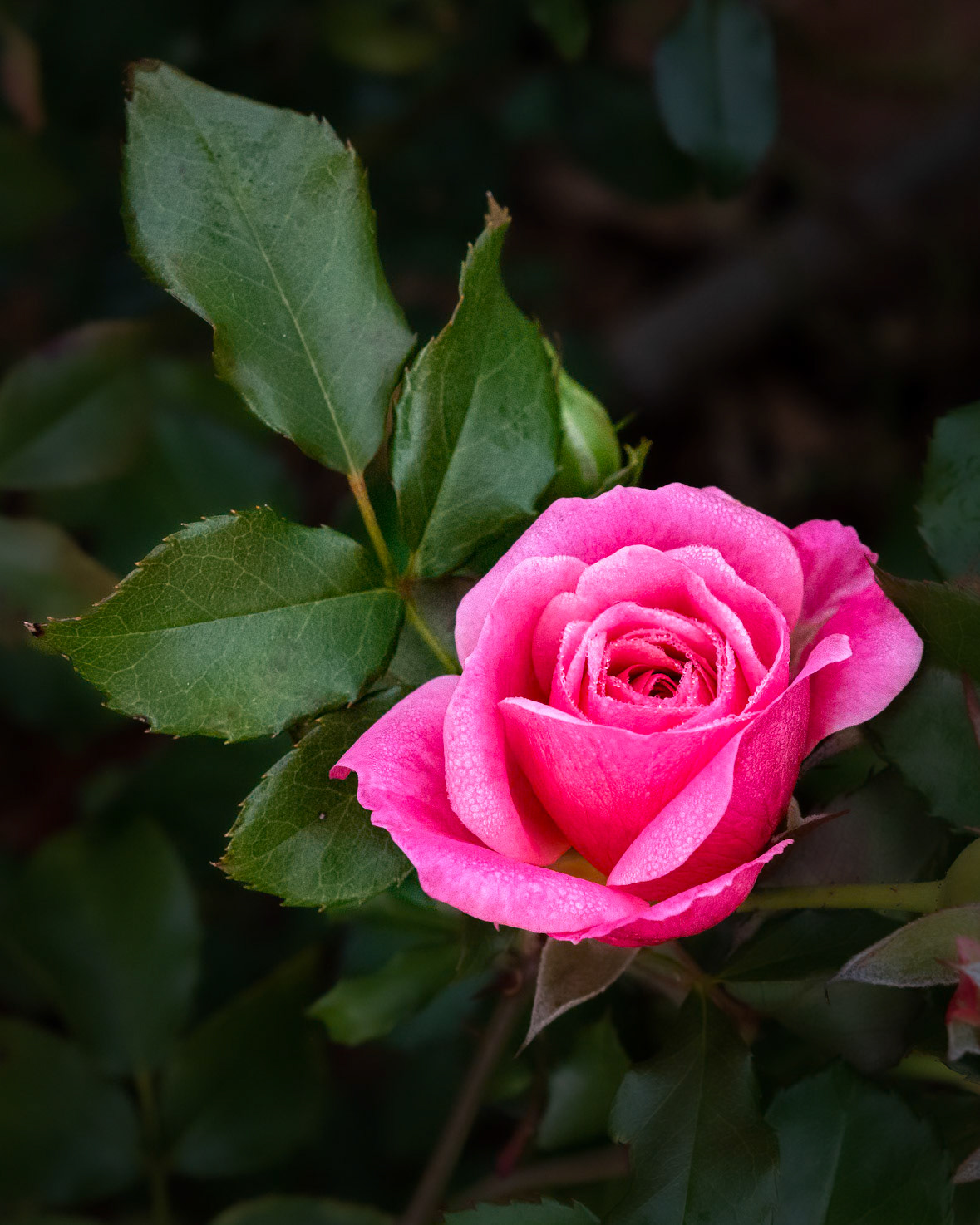 Rose 27, Brunswick County Botanical Gardens
