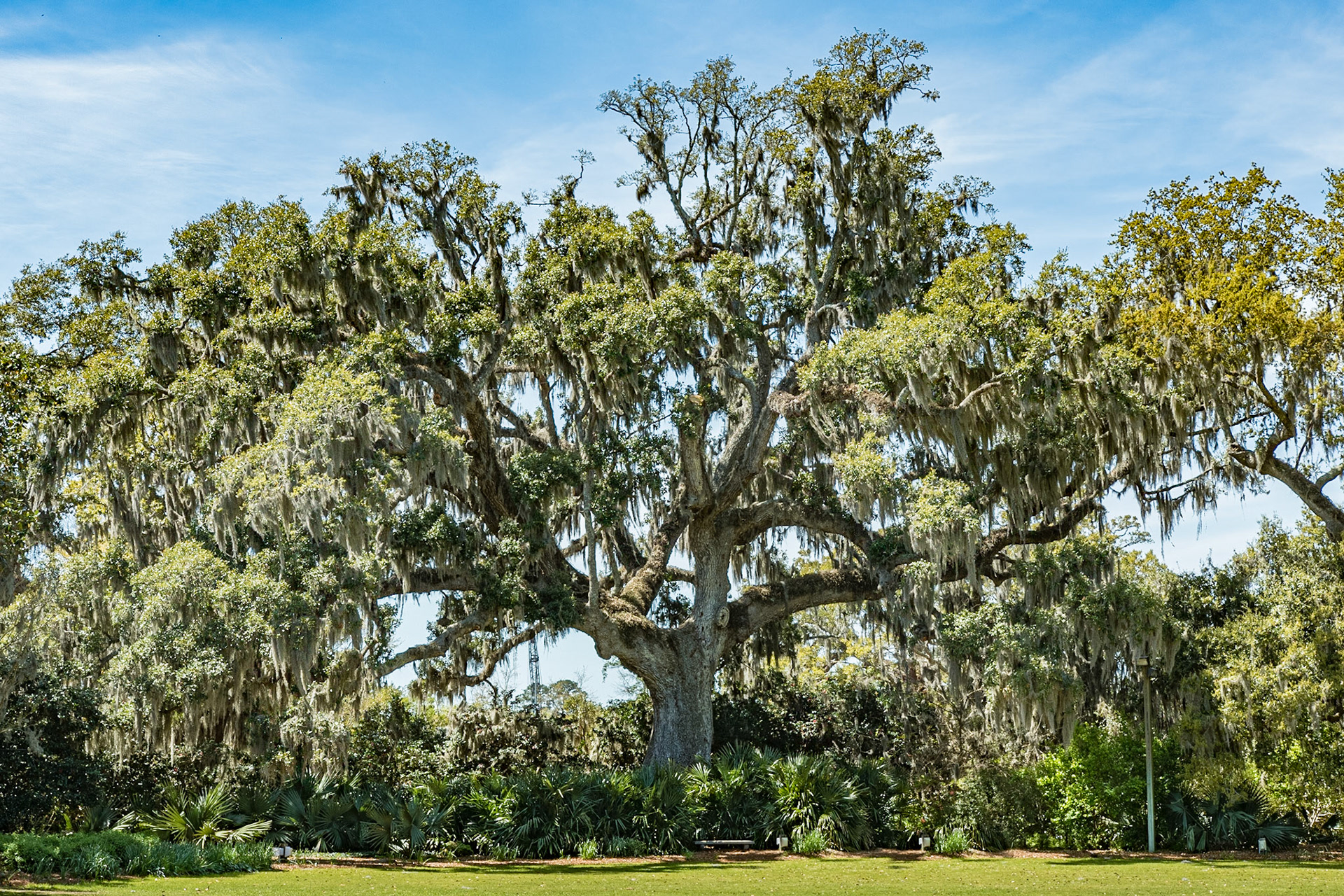 Oak at Airlie Gardens 3, Wilmington, NC