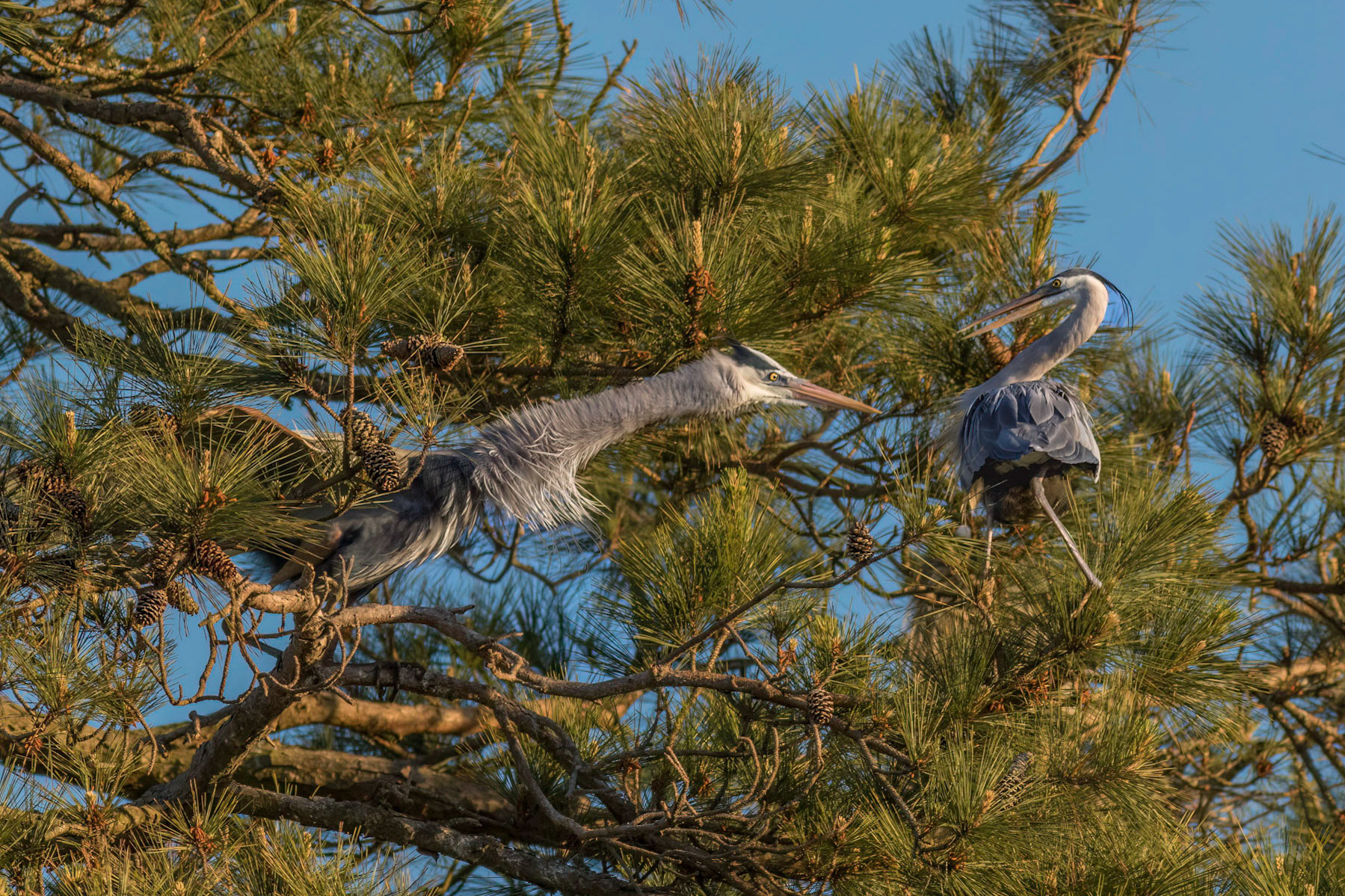 Rookery 64, Sea Trail