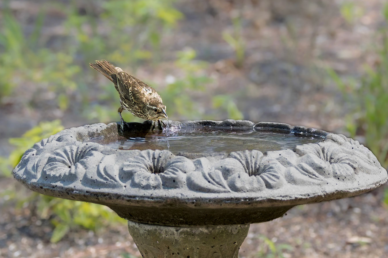 Red winged blackbird, juvenile or female 6, Huntington Beach State Park, SC