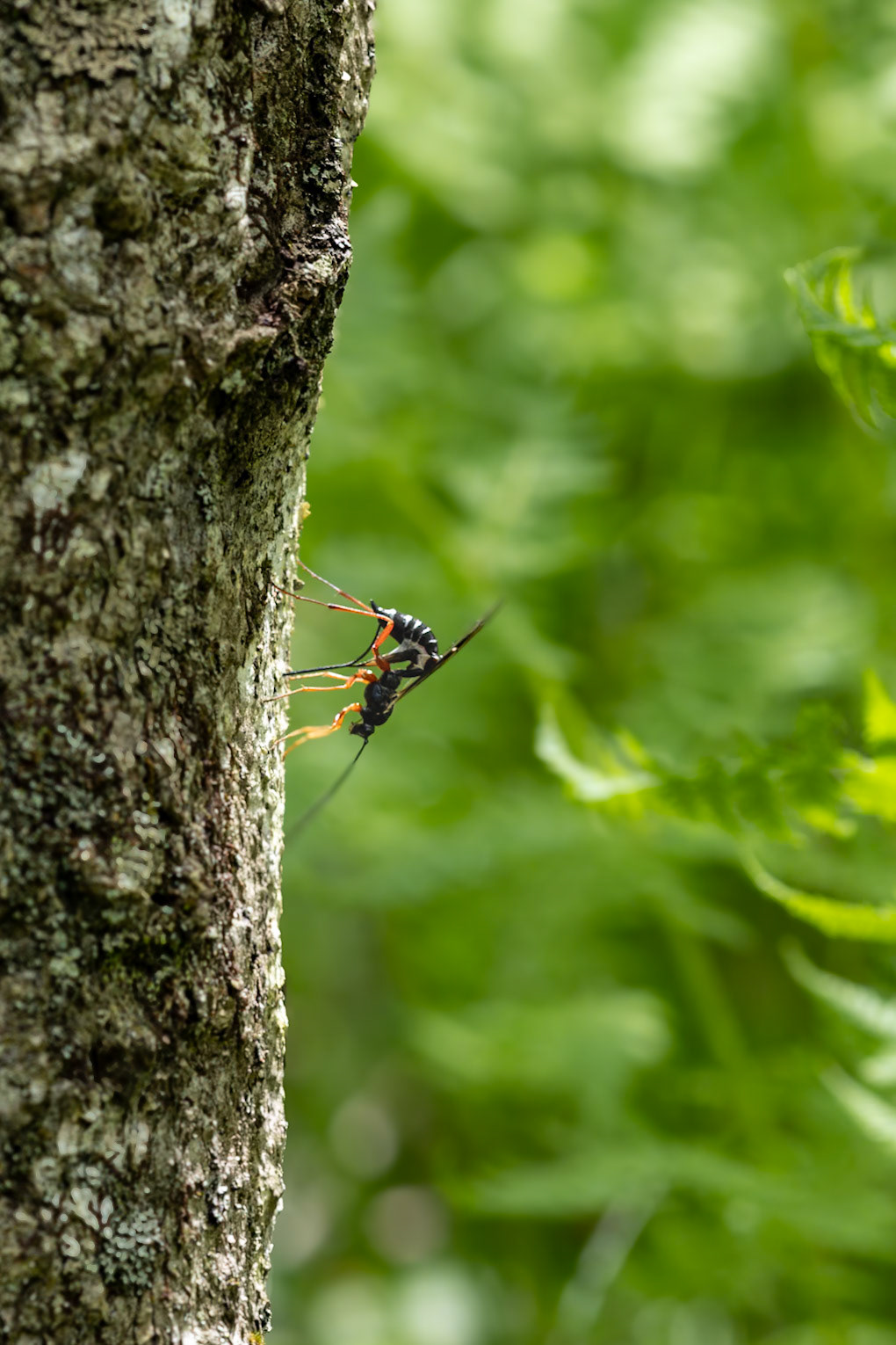 Mating wasps, Craggy Gardens, Blue Ridge Parkway, NC