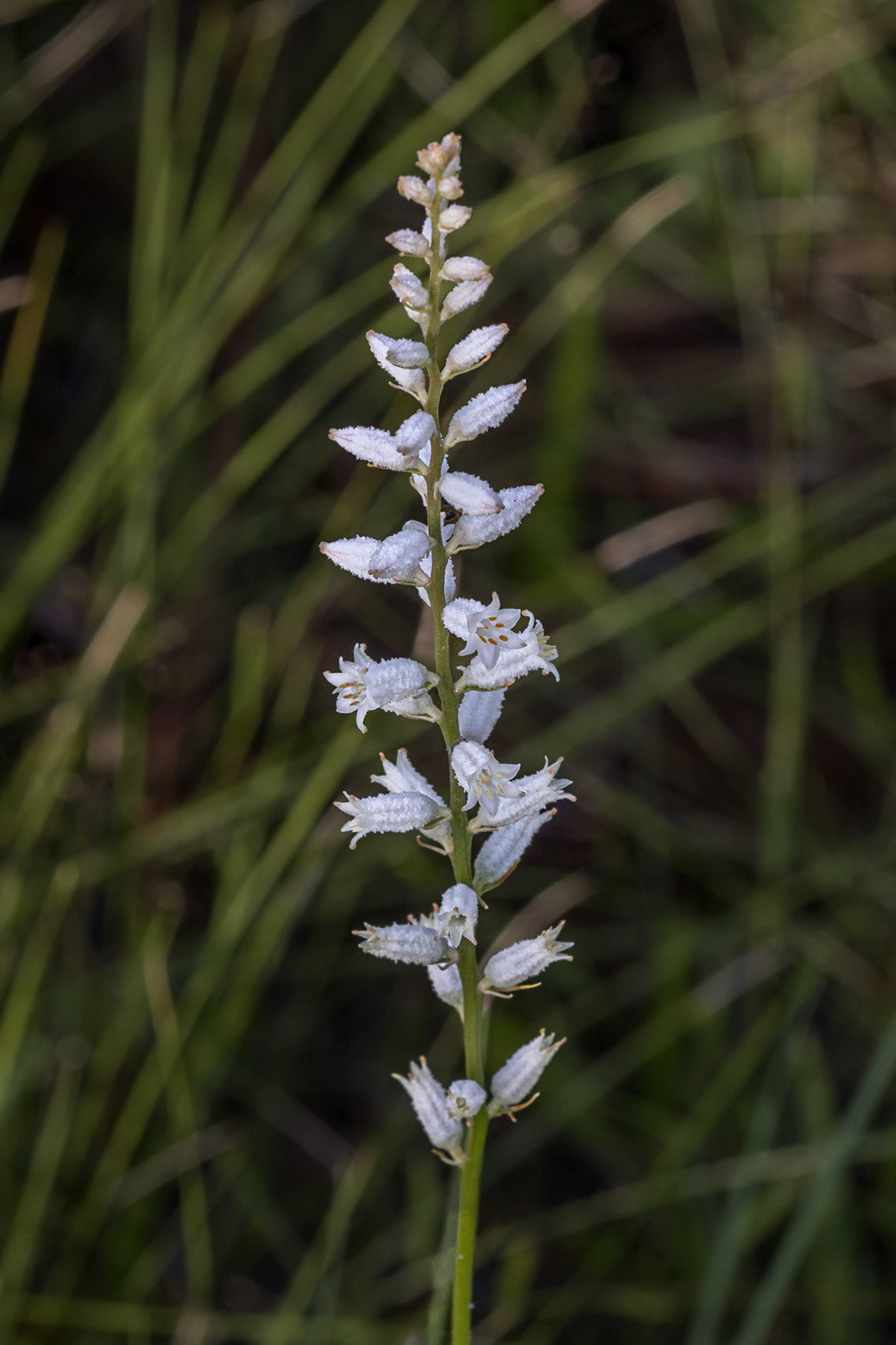 Colicroot 3, Green Swamp Preserve