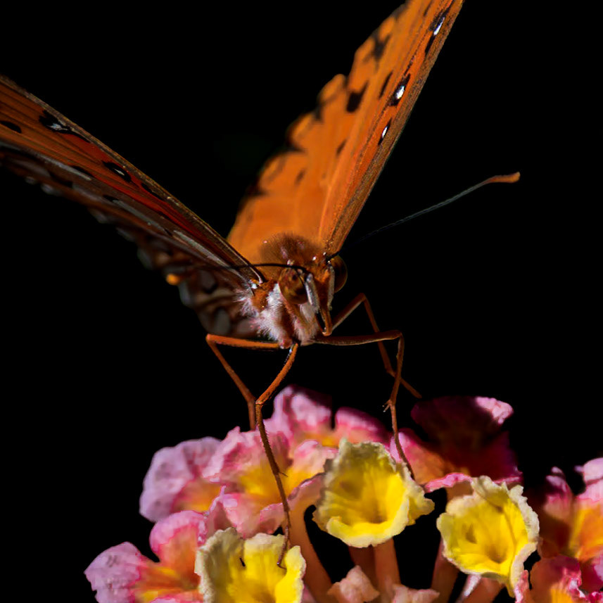 Gulf fritillary 12, Brunswick County Botanical Gardens
