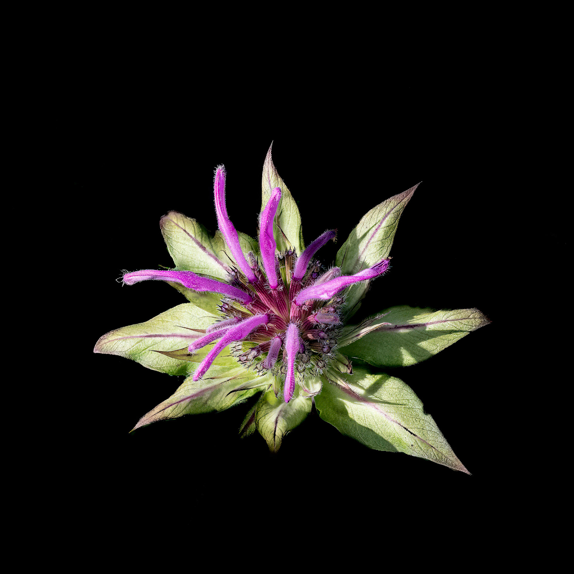 Beebalm 5, Brunswick County Botanical Gardens