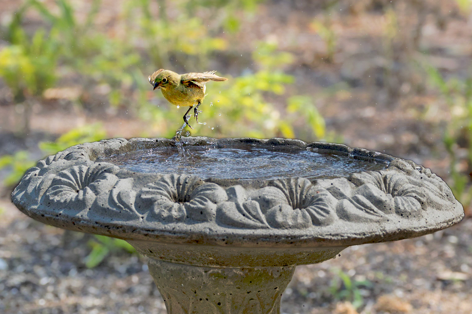 Female Painted Bunting 1, Huntingon Beach State Park, SC