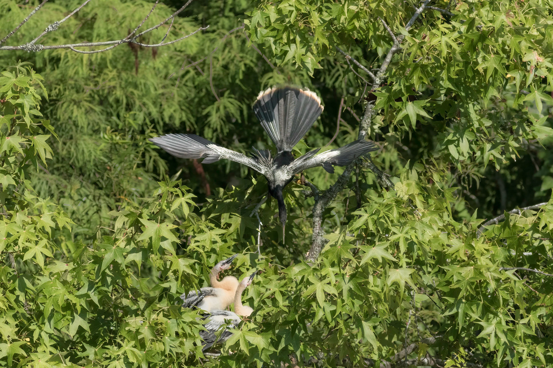Anhinga nest 20, Sea Trail , Week of July 25, Nest 1