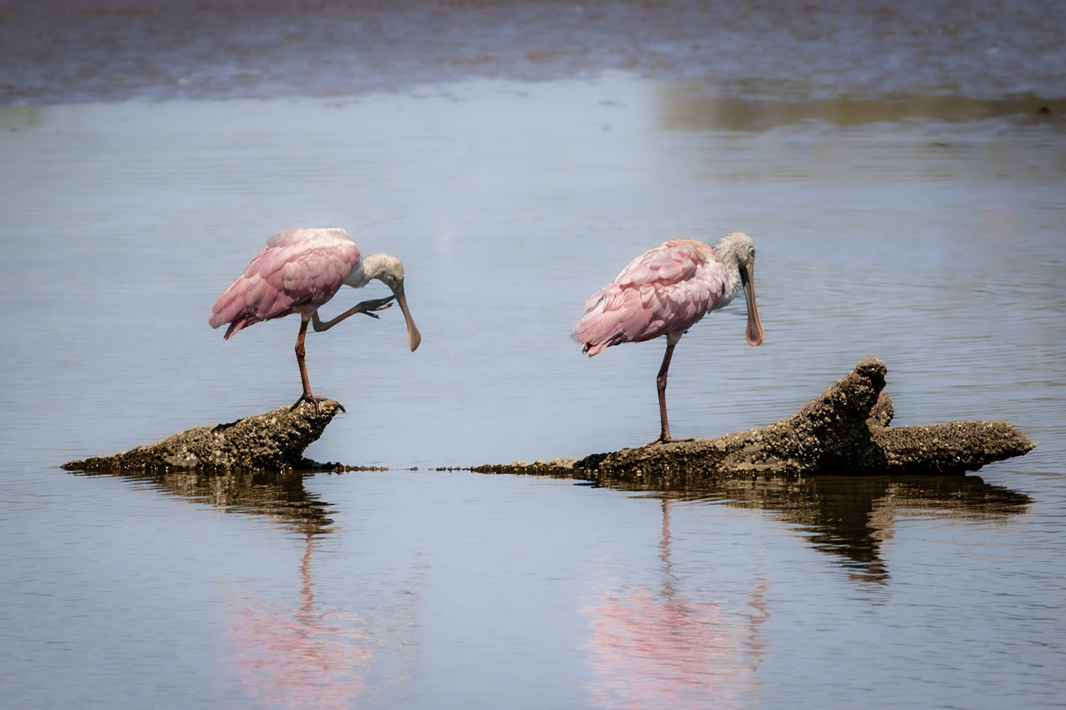Roseate spoonbills 4, Donelly WMA, SCAIR 13