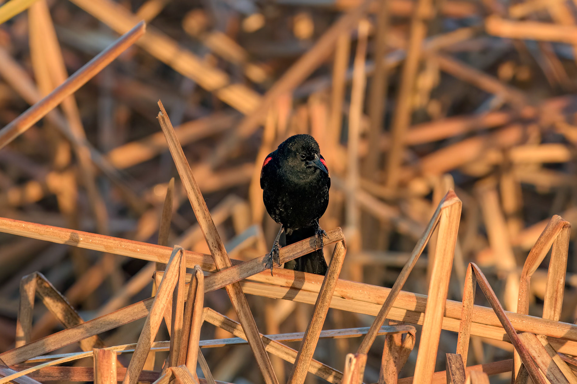 Red Winged Blackbird 7, Carl Bazemore Platform, Sunset Beach