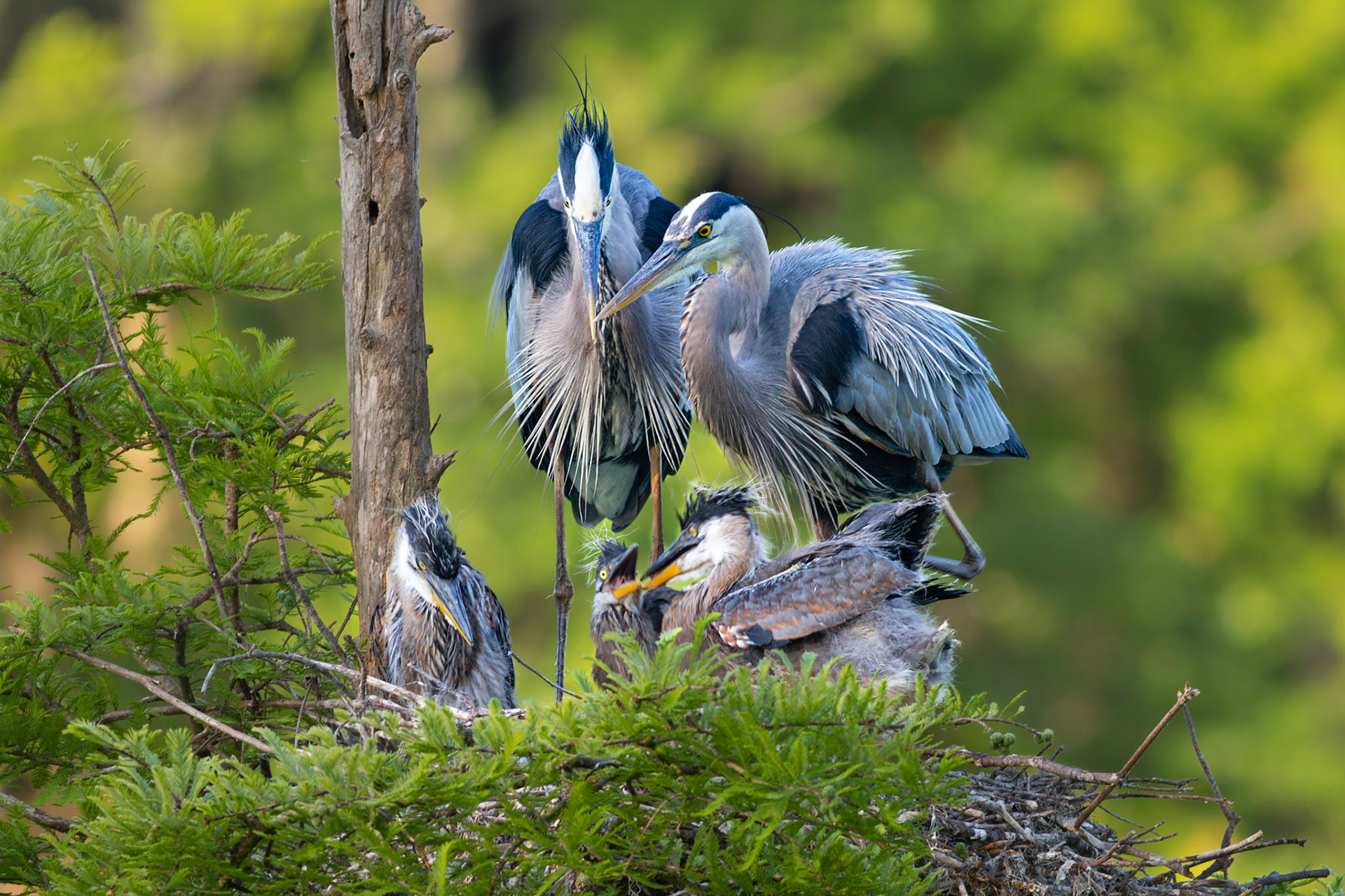 Great blue heron 79, Magnolia Plantation and Gardens