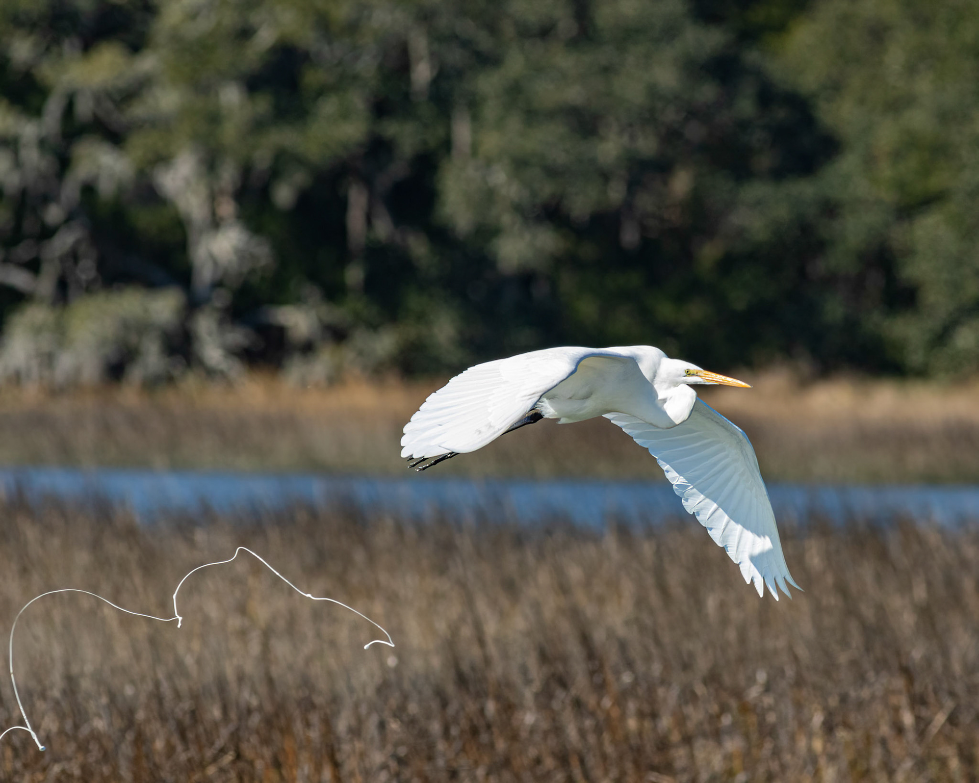 Great egret pooping 35, Huntington Beach SP, SC