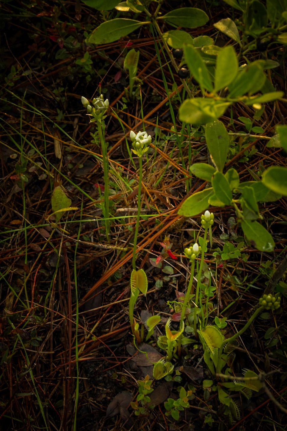 Venus flytrap 5, Green Swamp Preserve