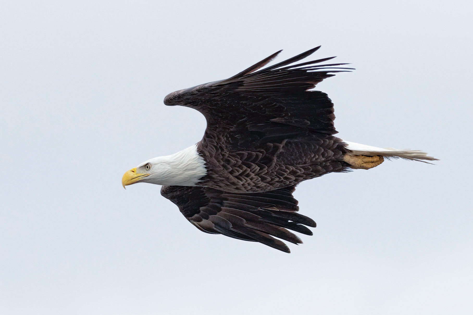 Bald Eagle 27, Carl Bazemore Platform, Sunset Beach