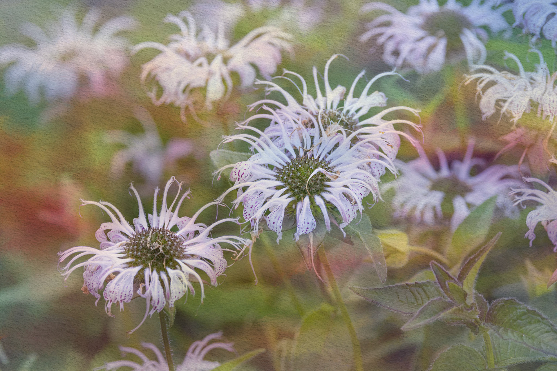 Beebalm 10, Brunswick County Botanical Gardens