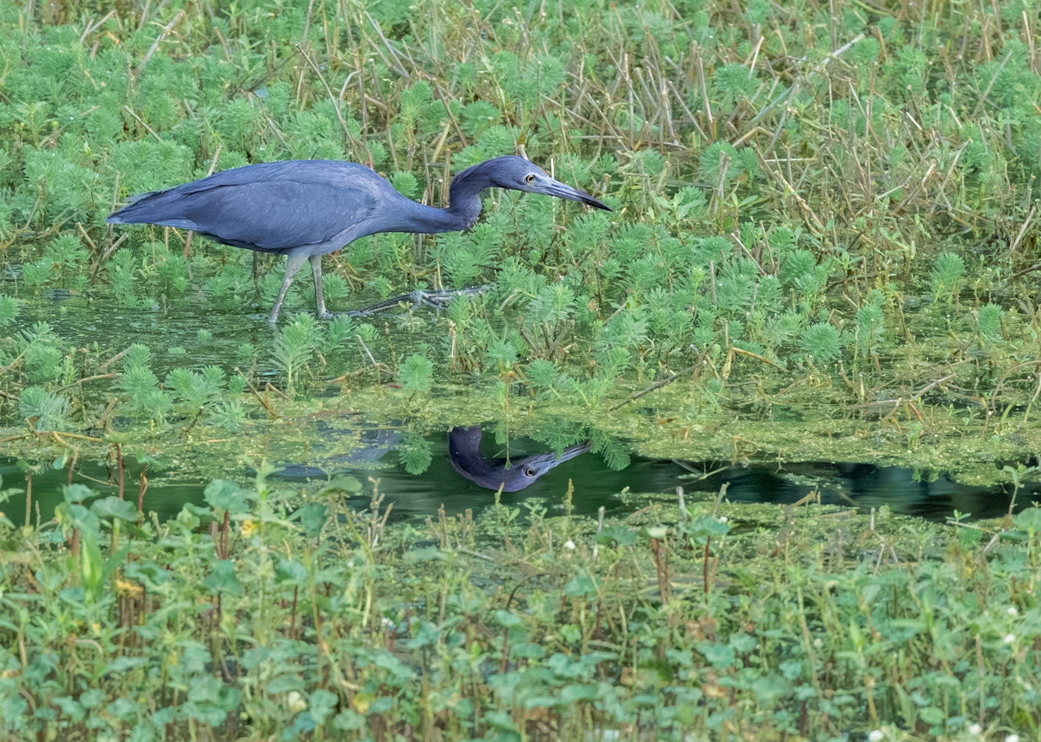 Little blue heron 12, Sea tzrail