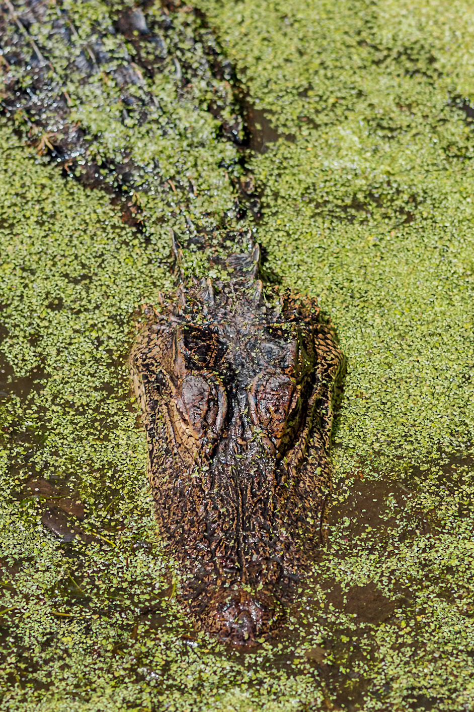 Gator, Magnolia Plantation and Gardens, SCAIR 1