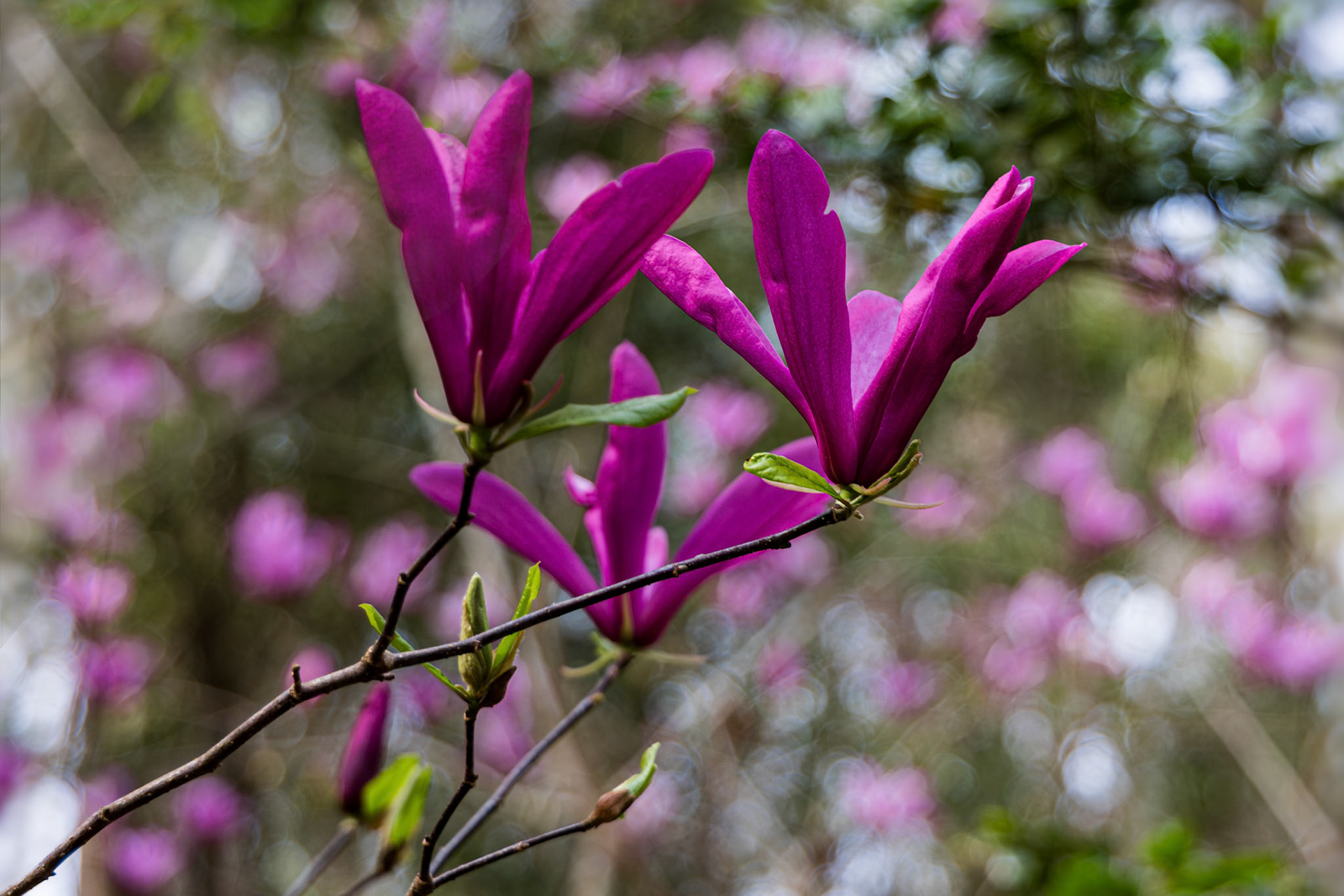 Tulip Magnolia 3, Magnolia Plantation, Charleston, SC
