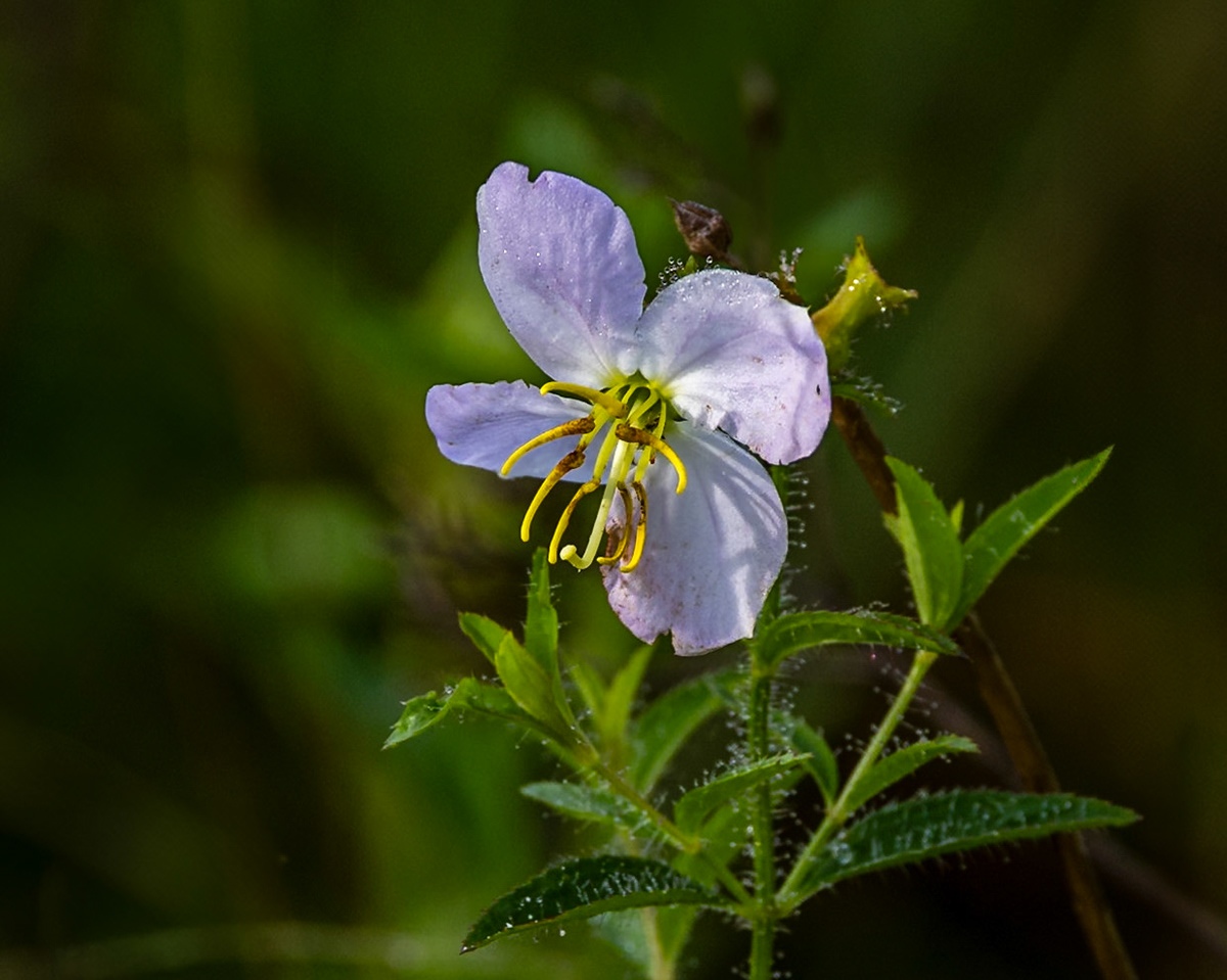 Maryland meadow beauty 3, Greater Green Swamp area