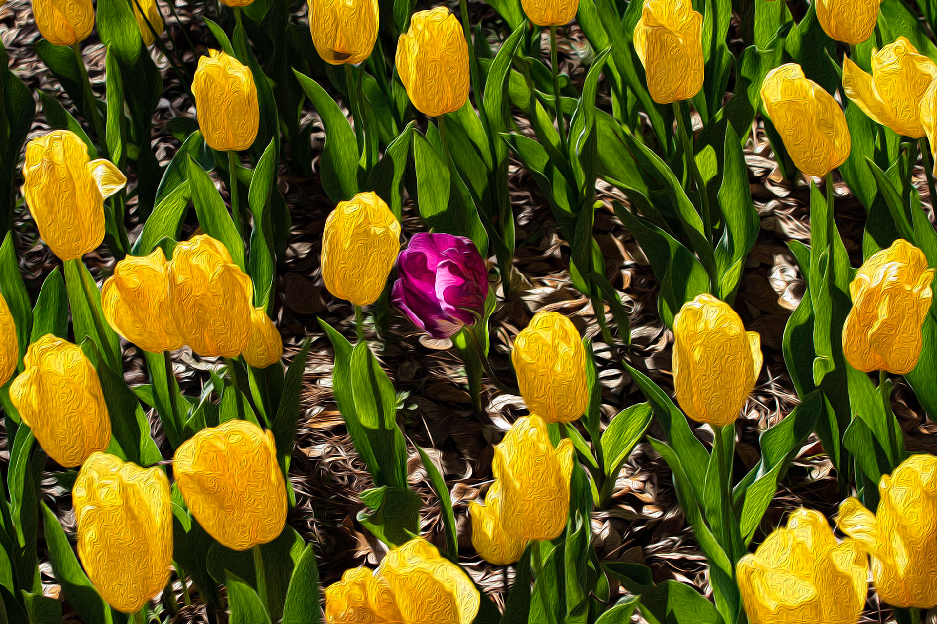Tulips 2, Airlie Gardens, Wilmington