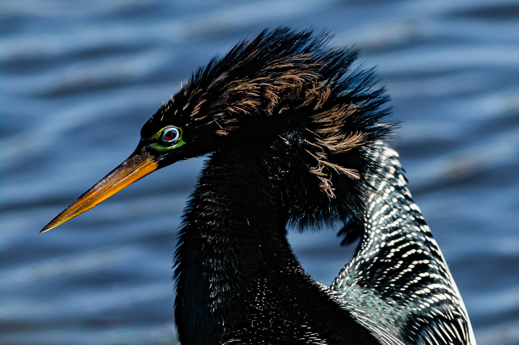 Anhinga 9, Huntington Beach SC, Mating Plumage