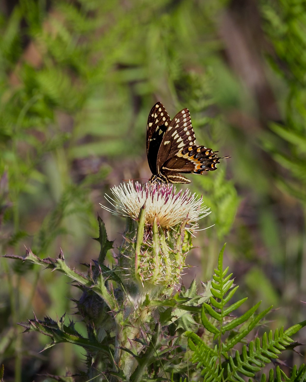 Yellow thistle with palamedes swallowtail 7, Greater Green Swamp Area