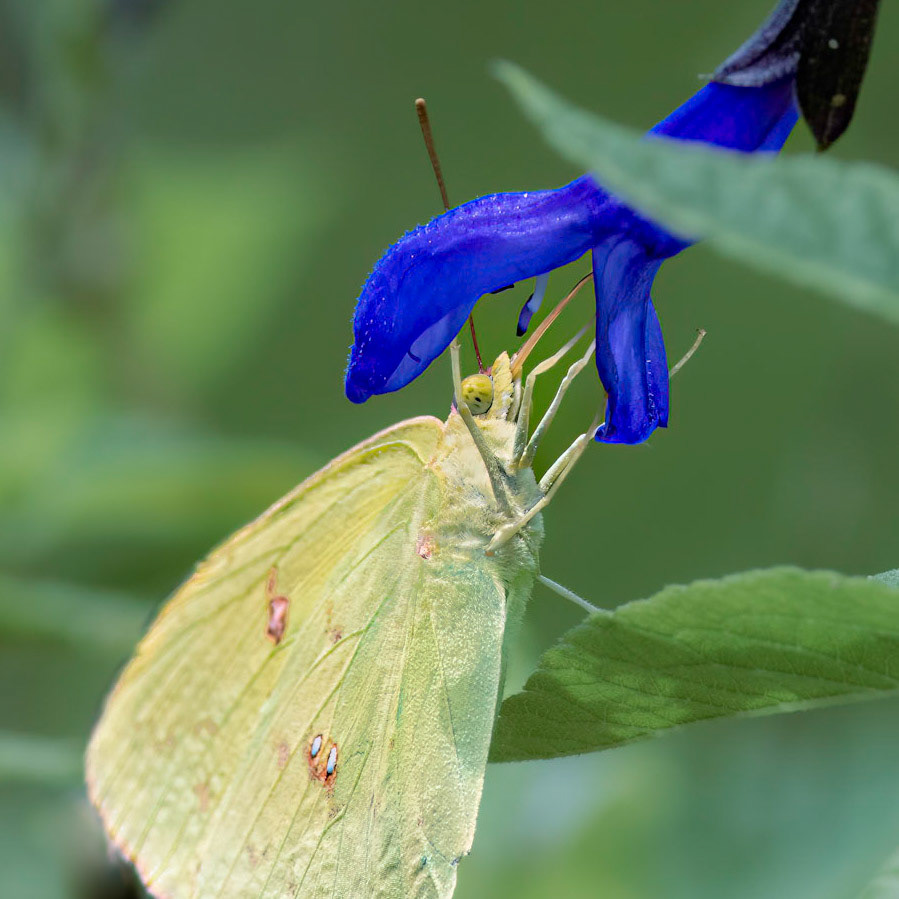 Cloudless sulfer on black and blue salvia 3, Brunswick County Botanical Gardens