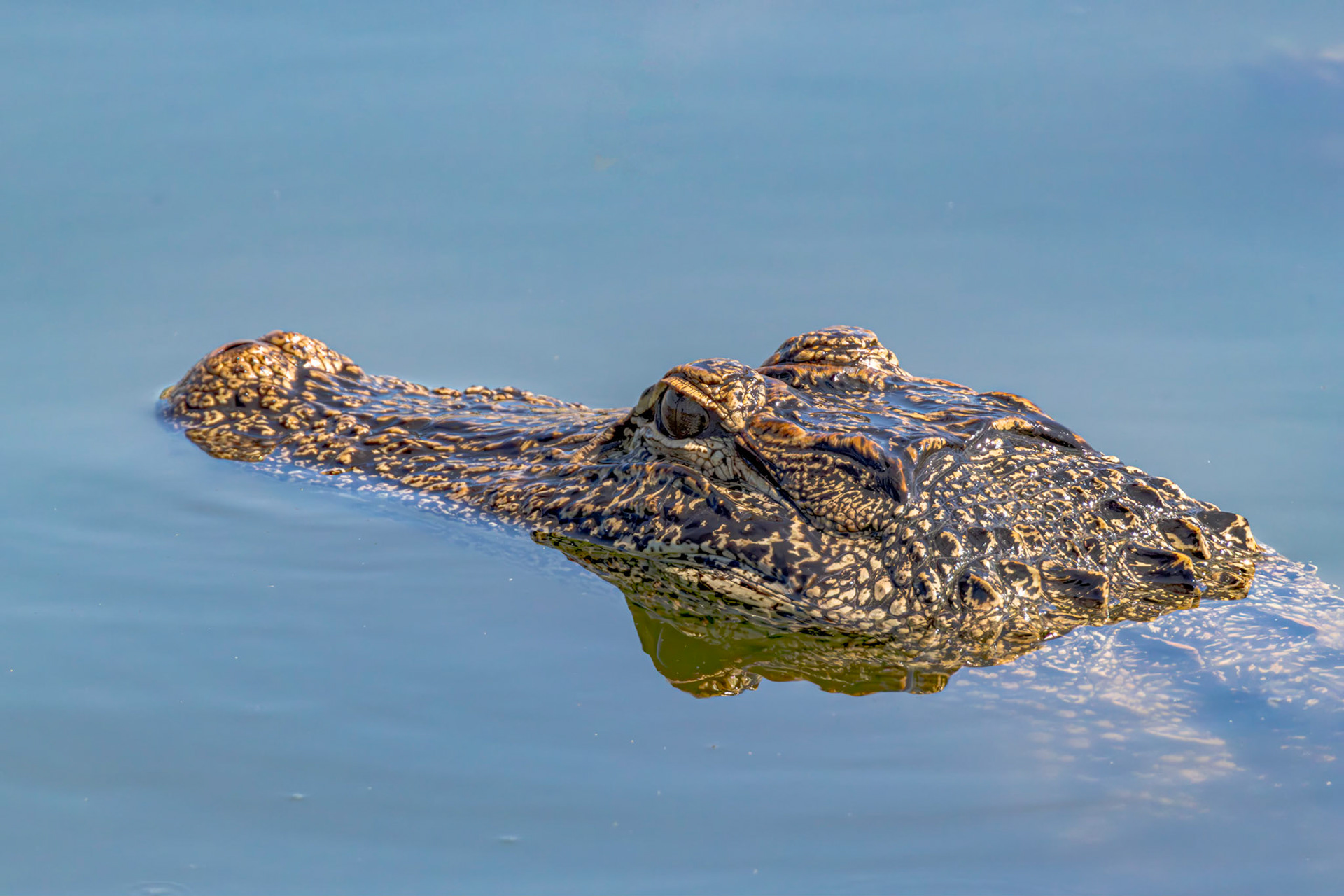 Gator 13, Carl Bazemore Bird Walk