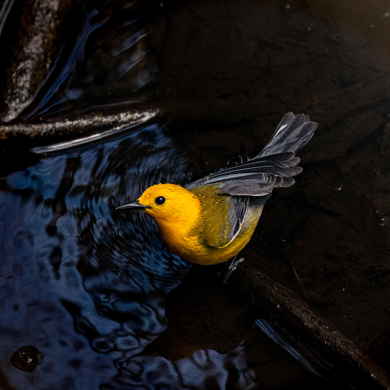 Prothonotary warbler 5, Beidler Audubon Forest
