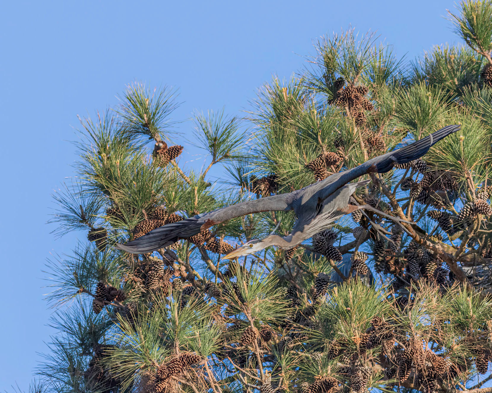 Rookery 41, Sea Trail