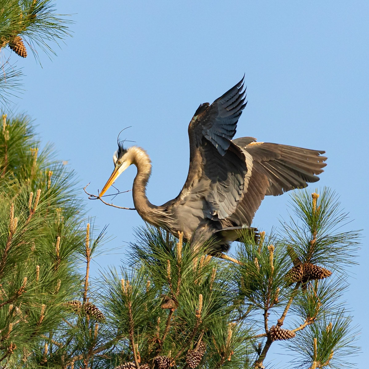 Rookery 1, Sea Trail