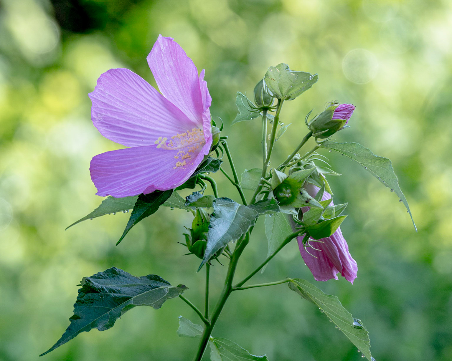 Hibuscus 2, Green Swamp area