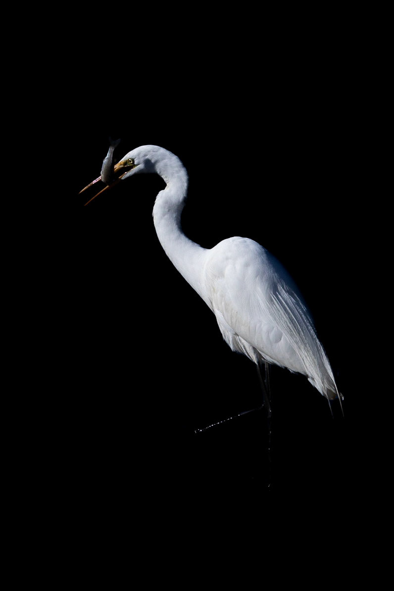 Low key great egret 8, Carl Bazemore bird platform, Sunset Beach, NC