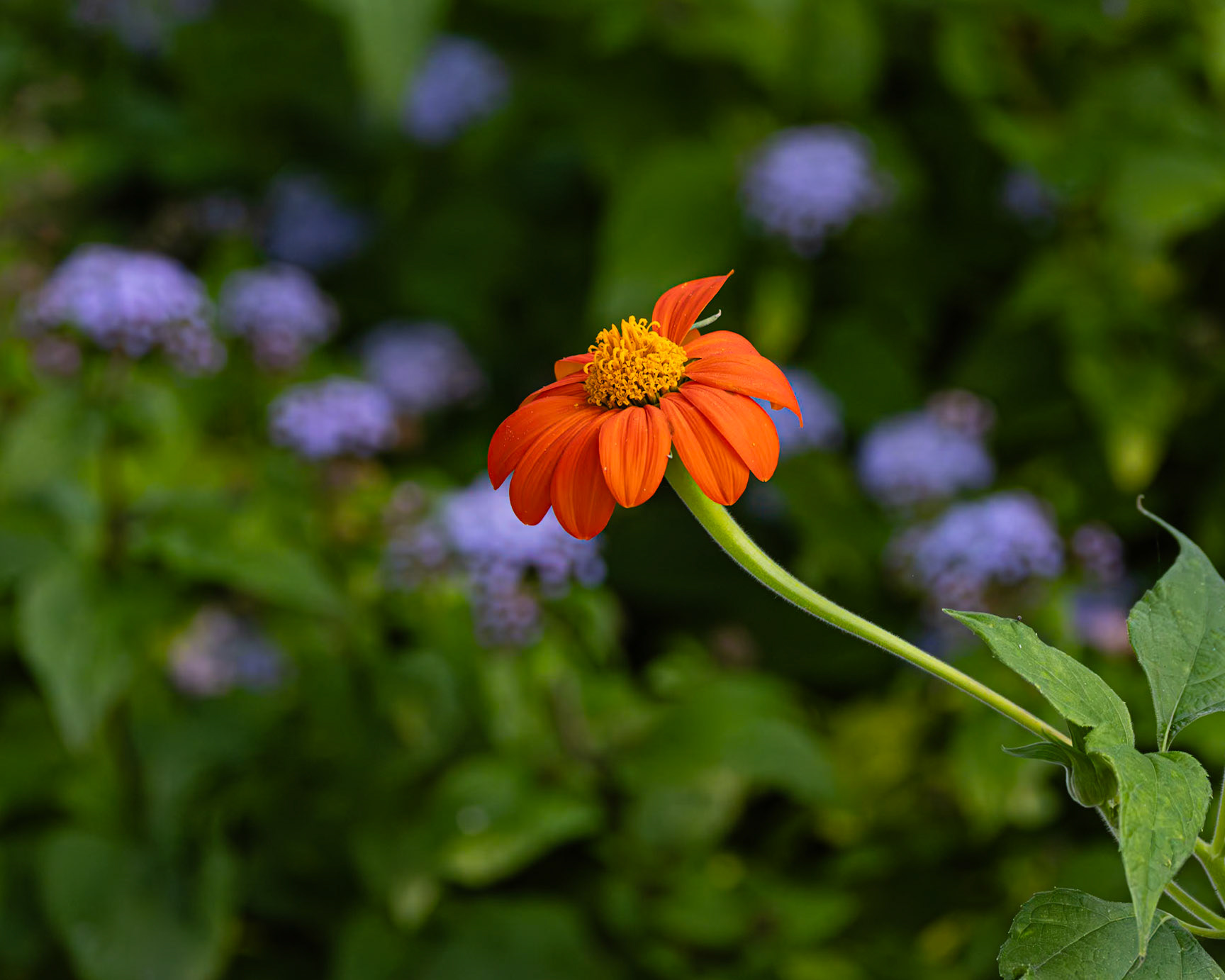 Zinnia 7, New Hanover County Arboretum