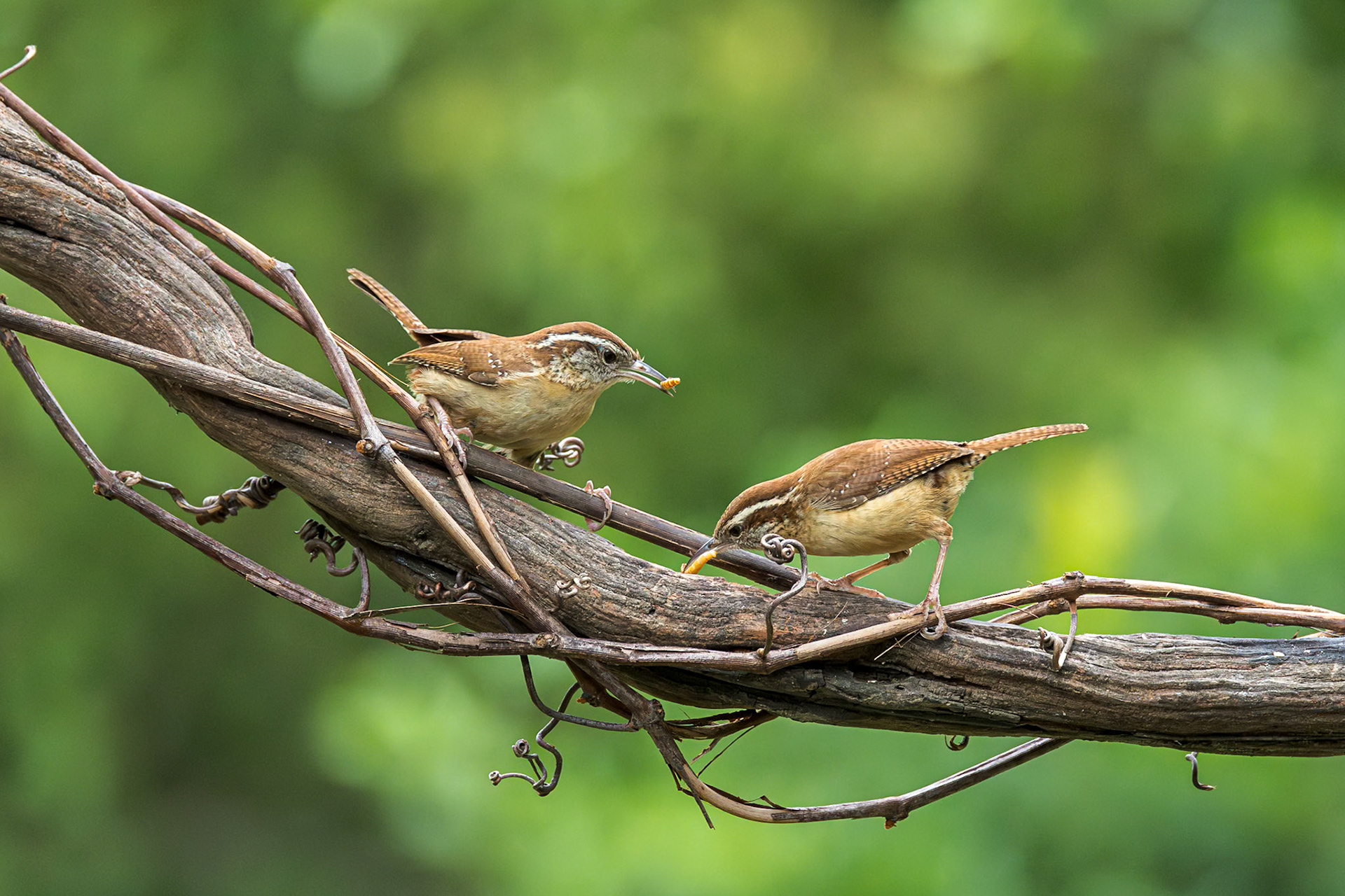 Carolina Wren 5, The Nut House, Clemson, SC