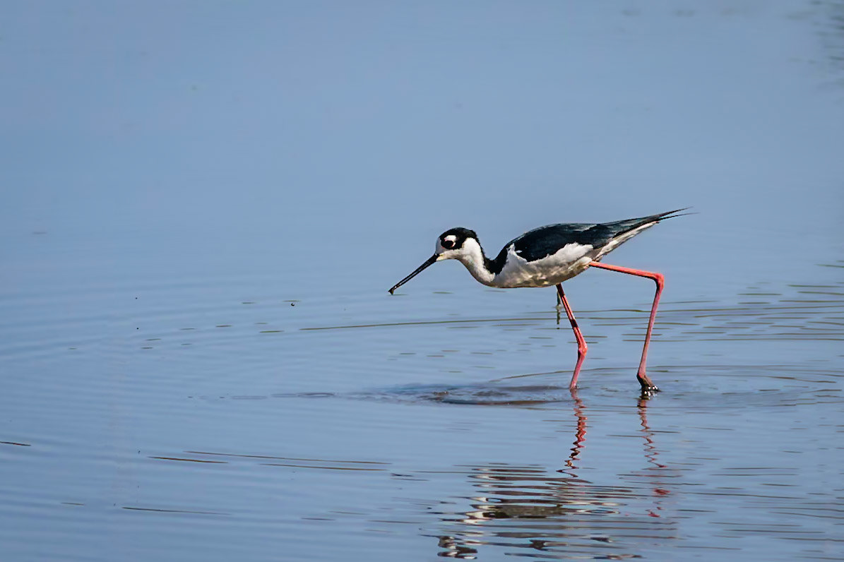 Black necked stilt 1, Donelly WMA, , SCAIR 4