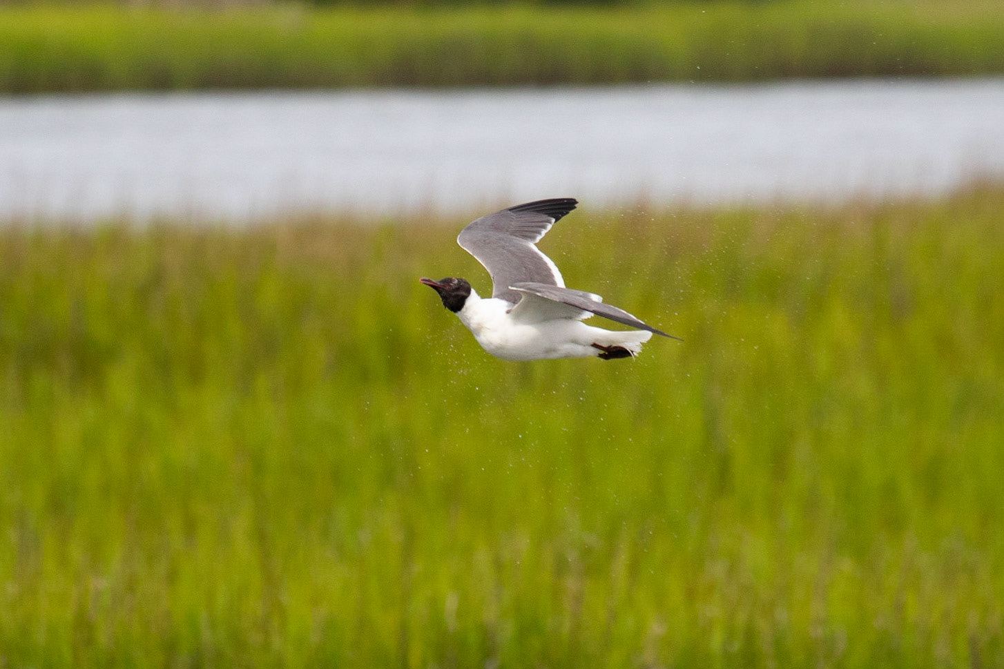 Franklins Gull 3, OIB ICW