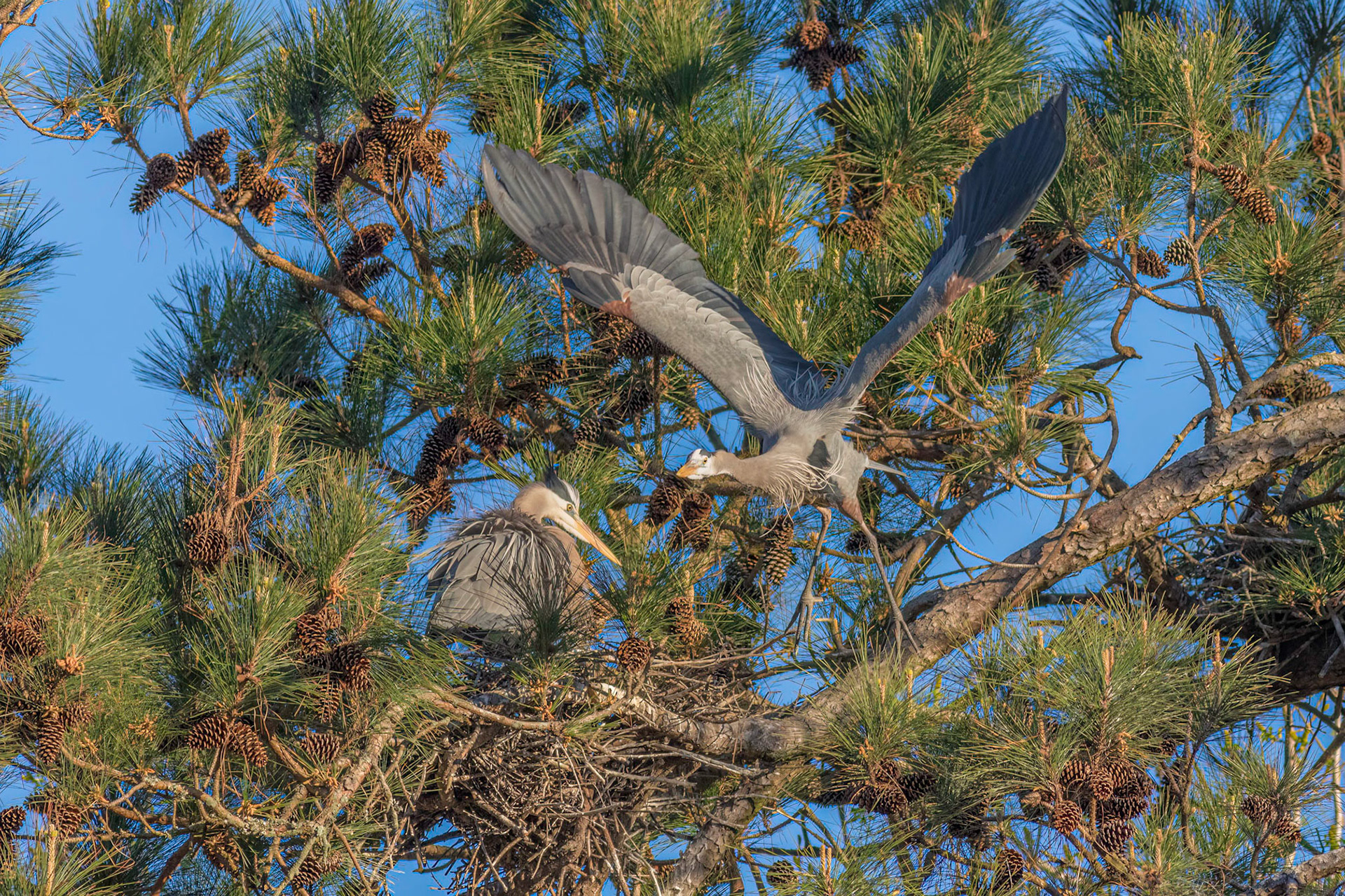 Rookery 39, Sea Trail