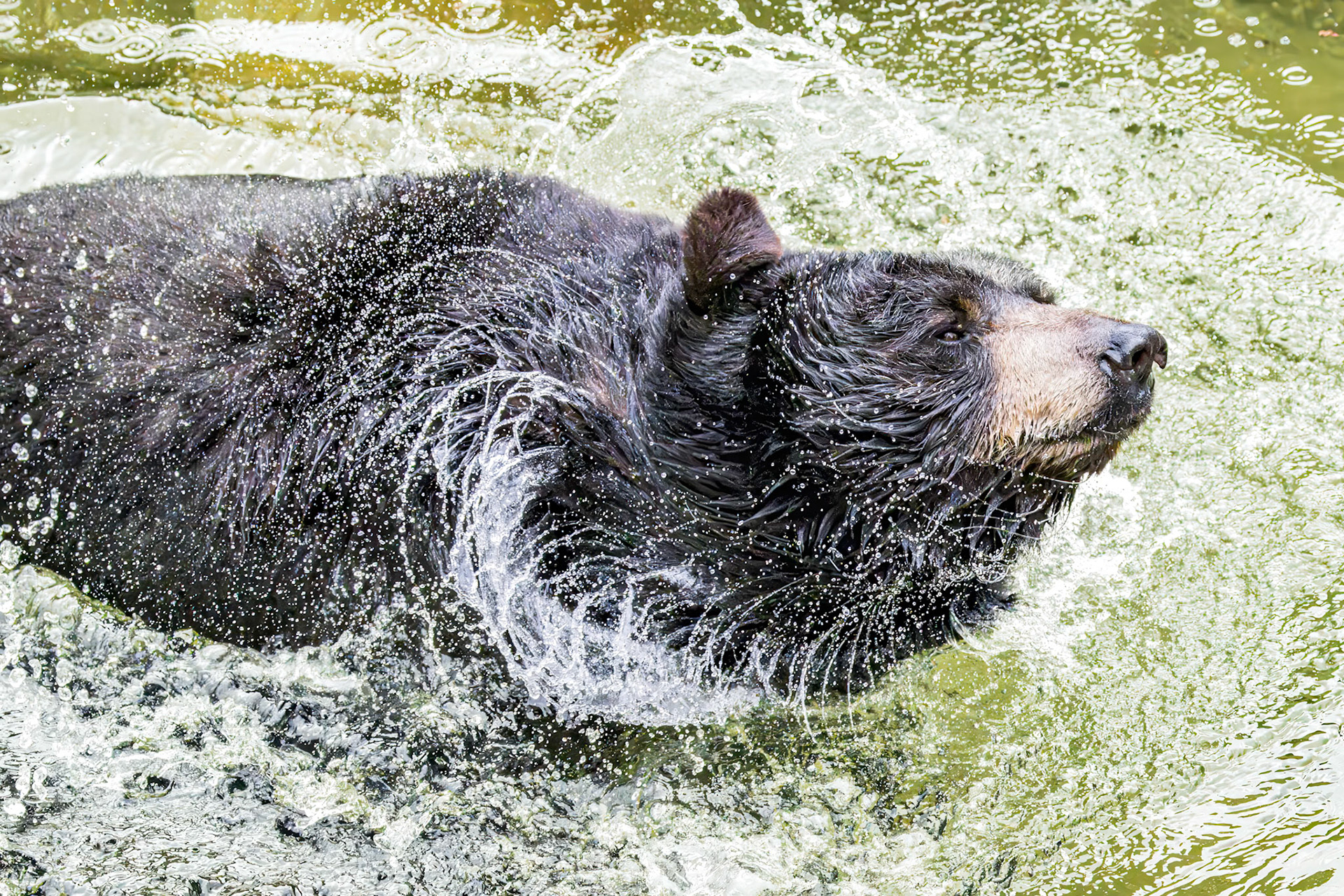 Black bear 20, Grandfather Mountain, NC