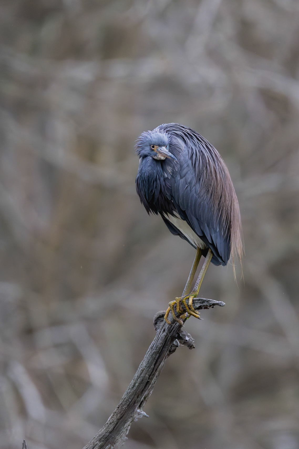 Tricolor heron 38, Magnolia Cemetery