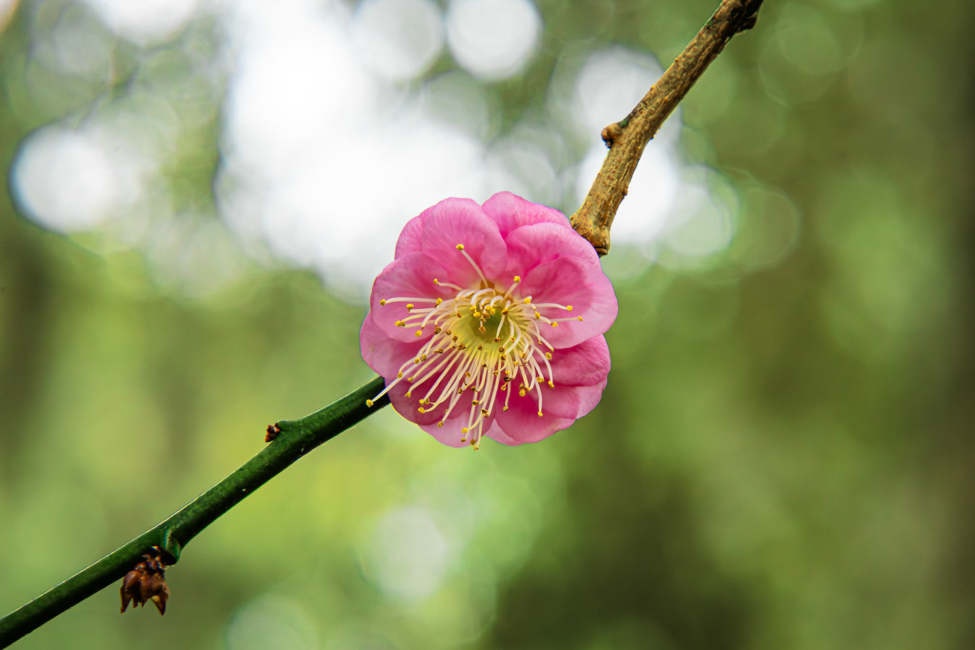 Flowering apricot 4, Airlie Gardens