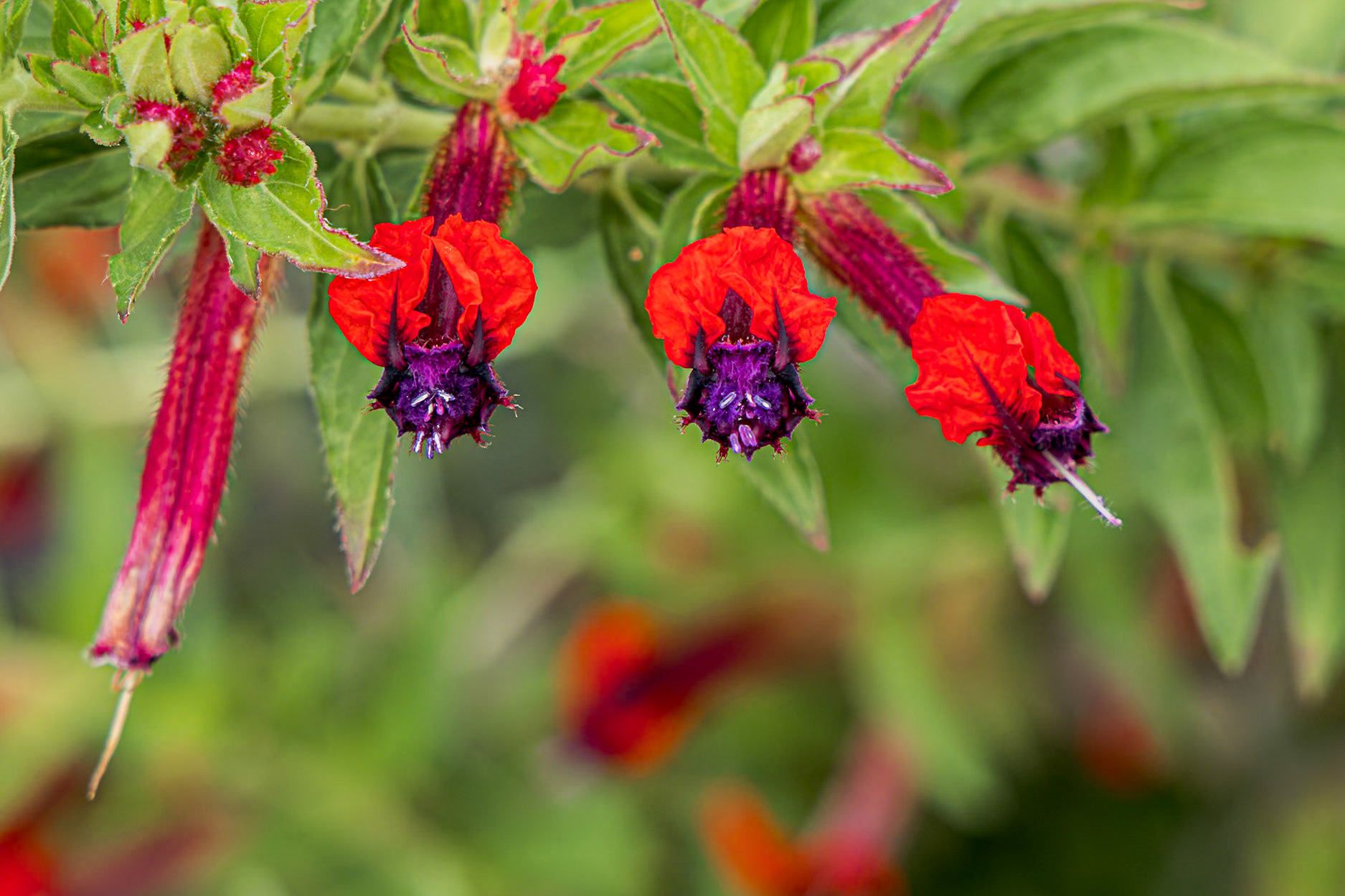 Batface flower 2, Private home in Calabash, NC
