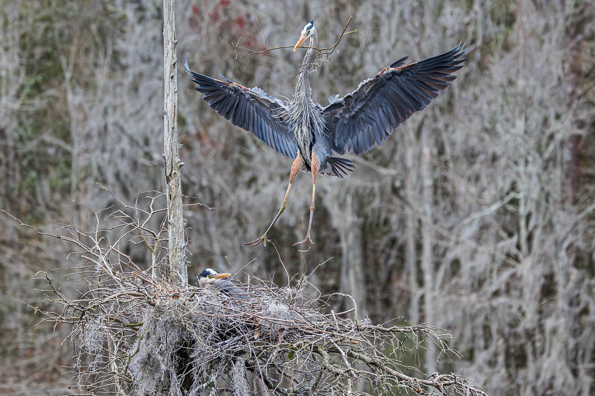 Great Blue Heron 98, Magnolia Plantation, Charlestton, SC