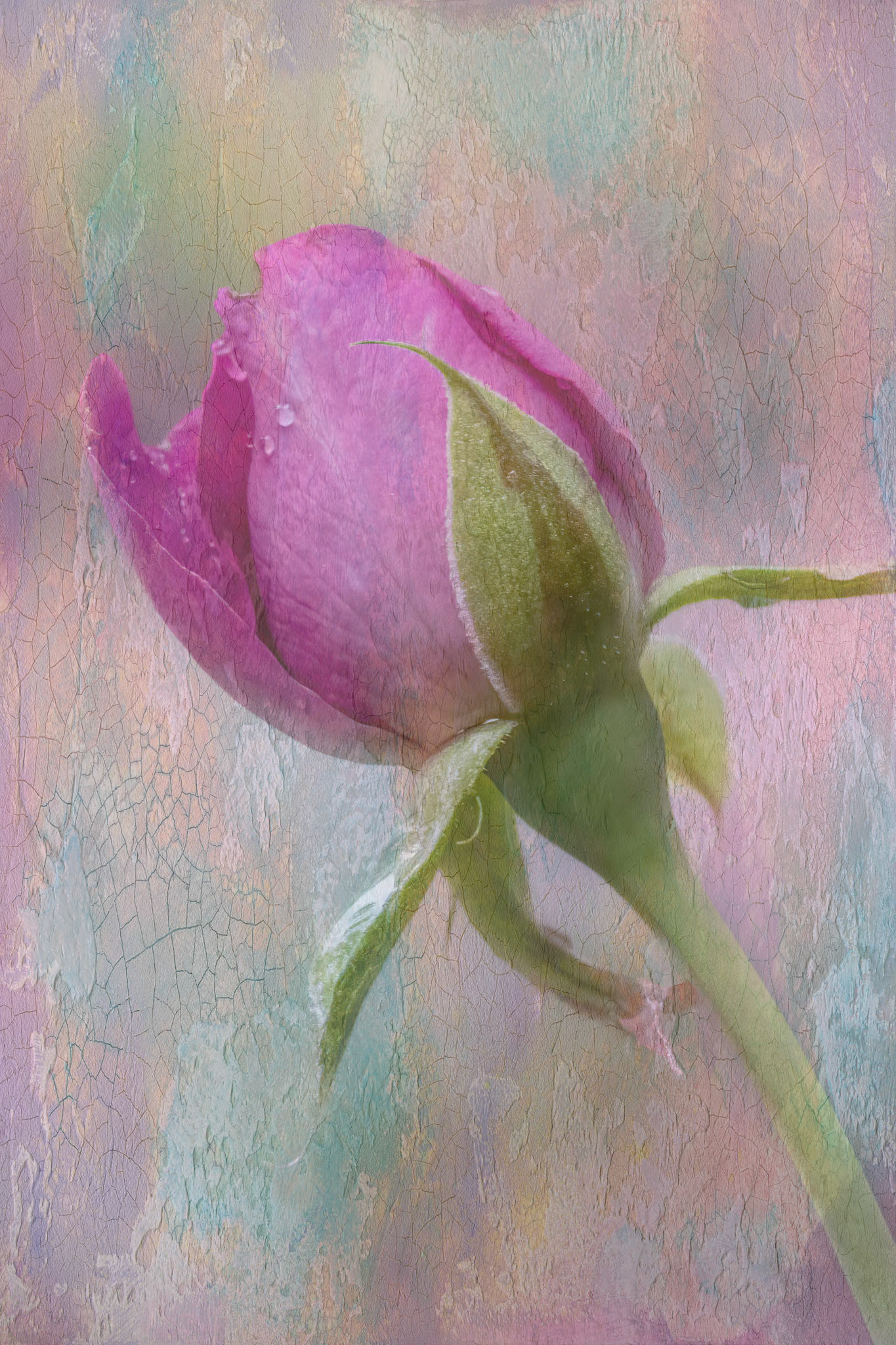 Rose bud 3, Brunswick County Botanical Gardens