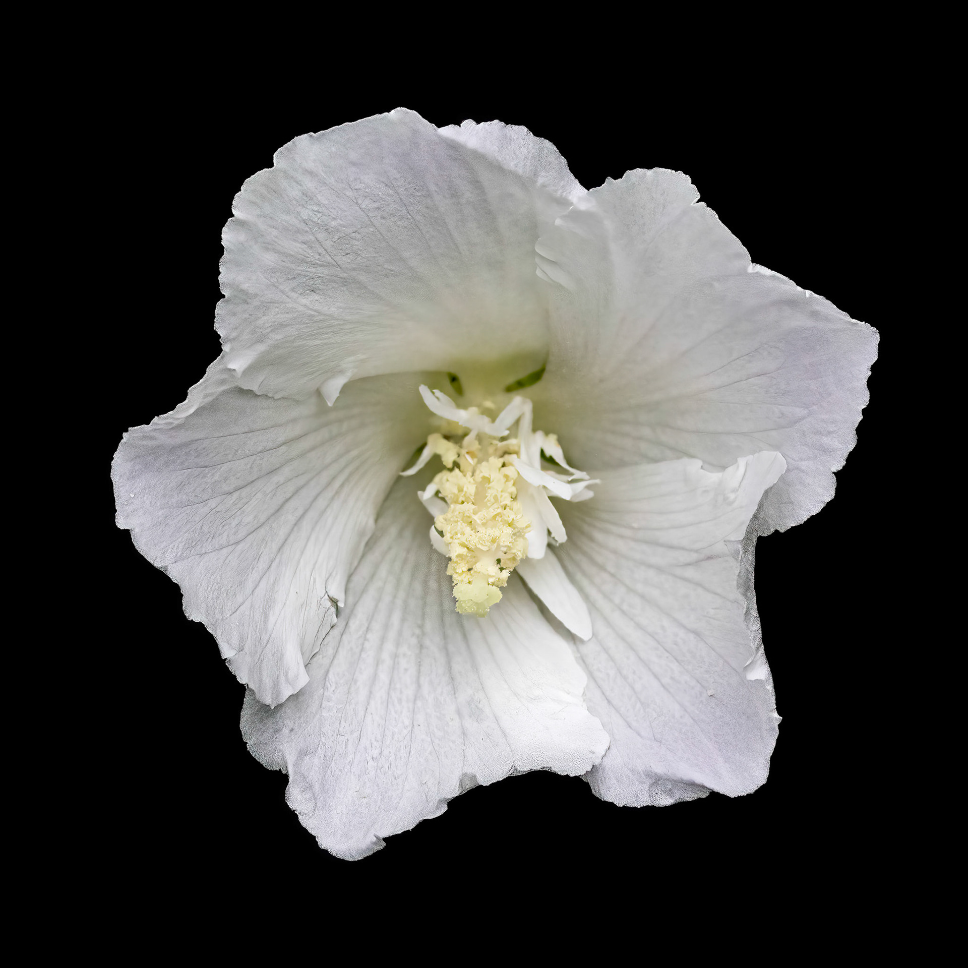 Hibiscus 4, Brunswick County Botanical garden, Brunswick County Botanical garden