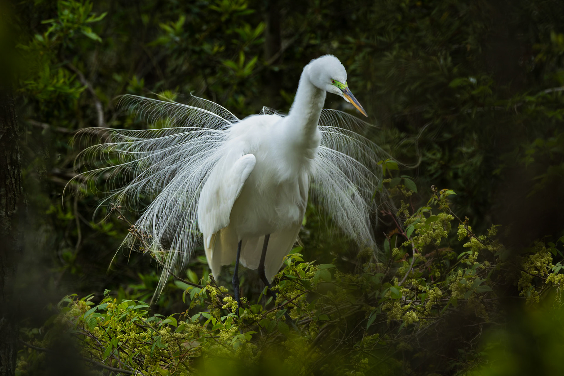 Great egret 76, Huntington Beach State Park